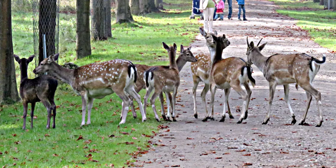 Rehe kreuzen einen Weg im Tiergarten.